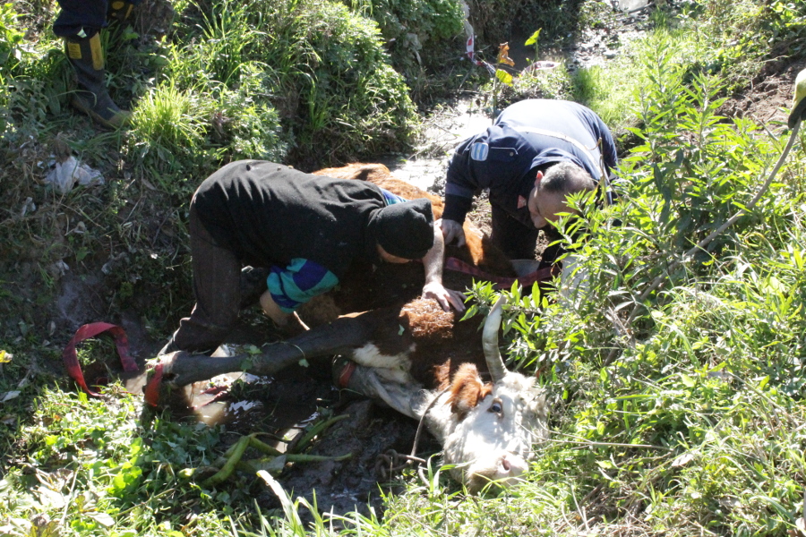 El Diario de San Pedro | Noticias locales y regionales