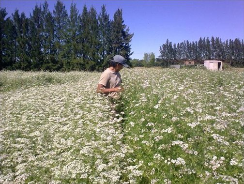 El Diario de San Pedro | Noticias locales y regionales