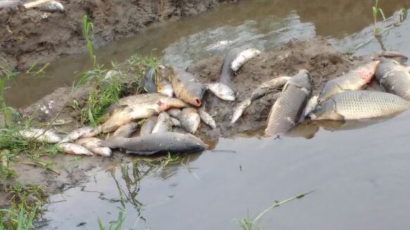 El Diario de San Pedro | Noticias locales y regionales