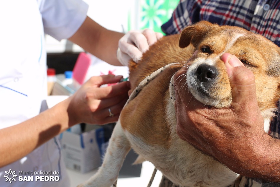 El Diario de San Pedro | Noticias locales y regionales