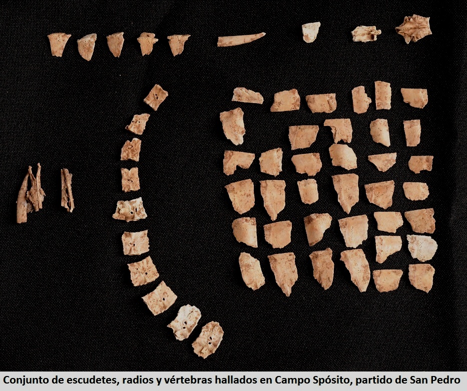 El Diario de San Pedro | Noticias locales y regionales