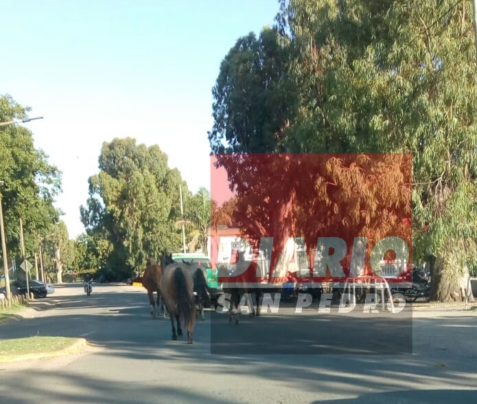 El Diario de San Pedro | Noticias locales y regionales