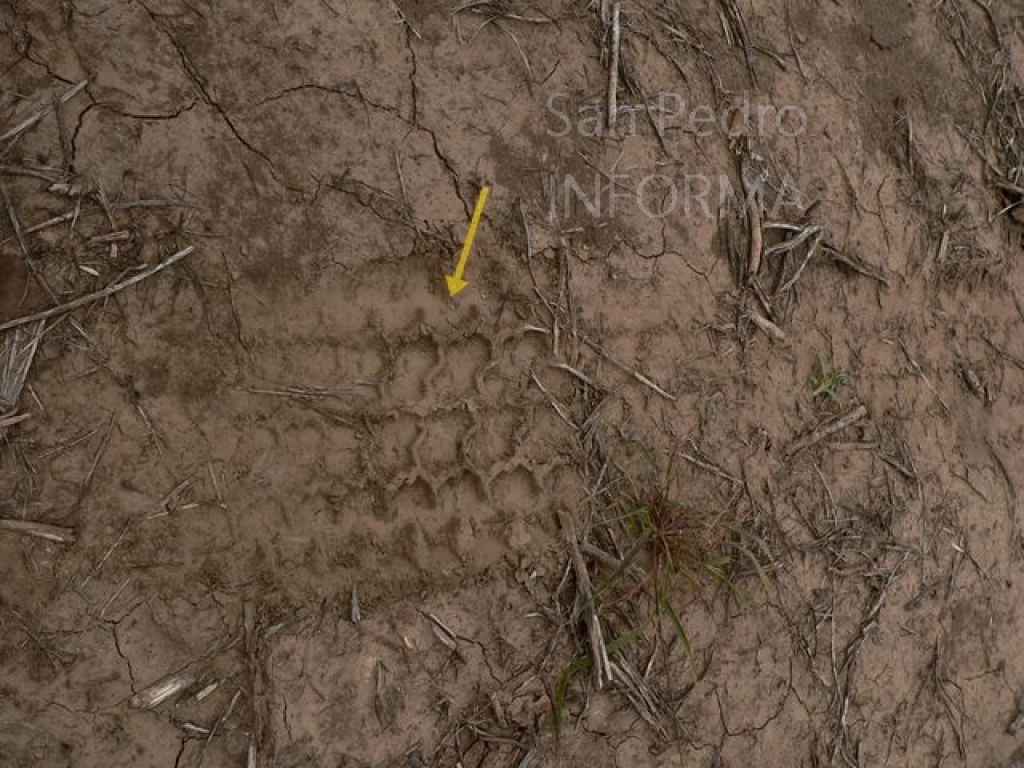 El Diario de San Pedro | Noticias locales y regionales