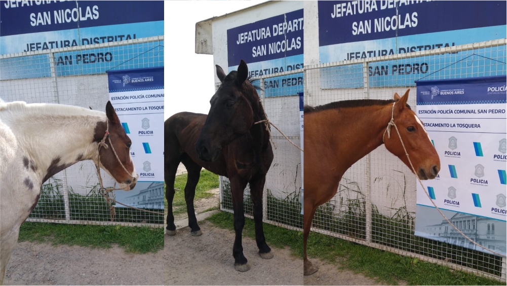 El Diario de San Pedro | Noticias locales y regionales