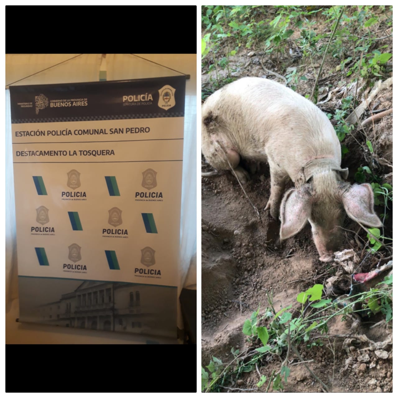 El Diario de San Pedro | Noticias locales y regionales