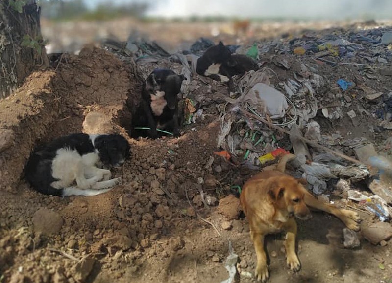 El Diario de San Pedro | Noticias locales y regionales