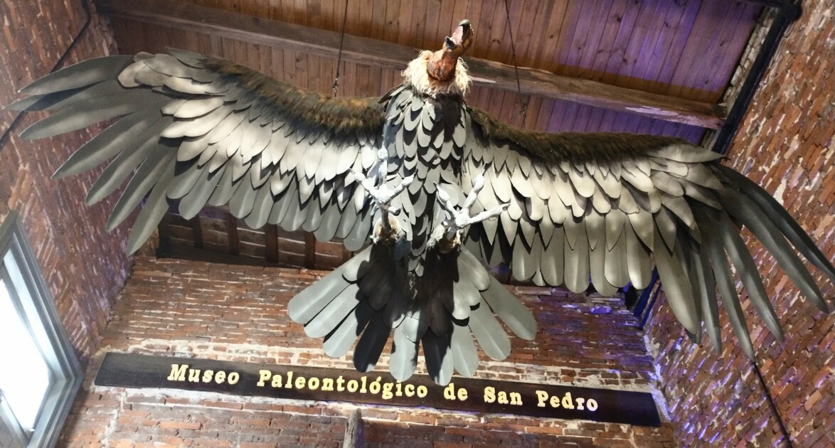 El Diario de San Pedro | Noticias locales y regionales