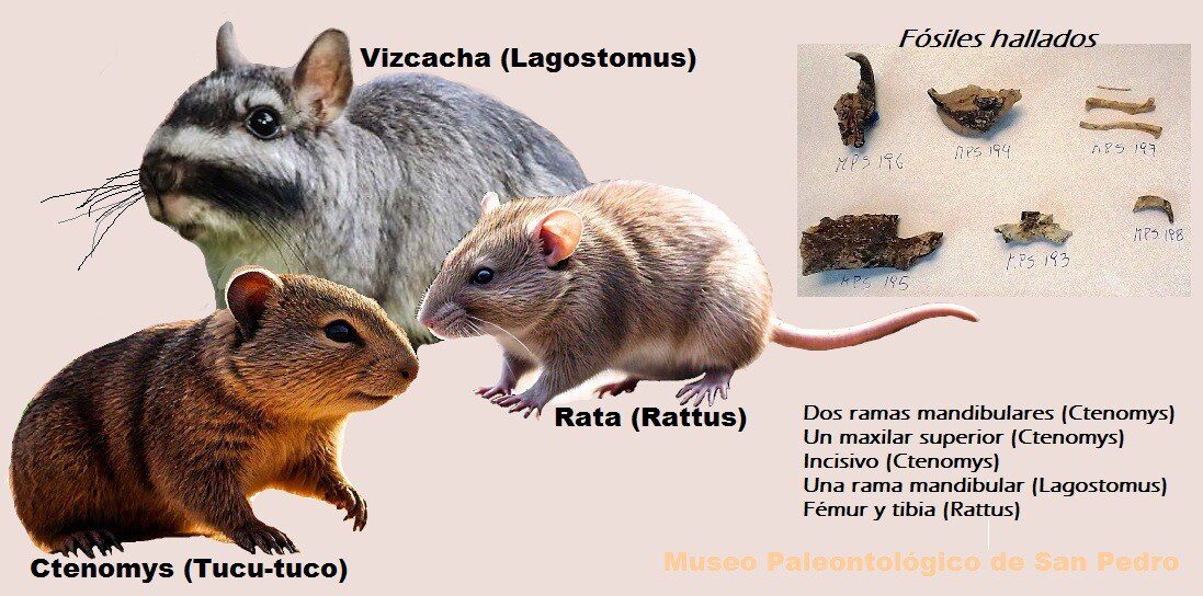 El Diario de San Pedro | Noticias locales y regionales